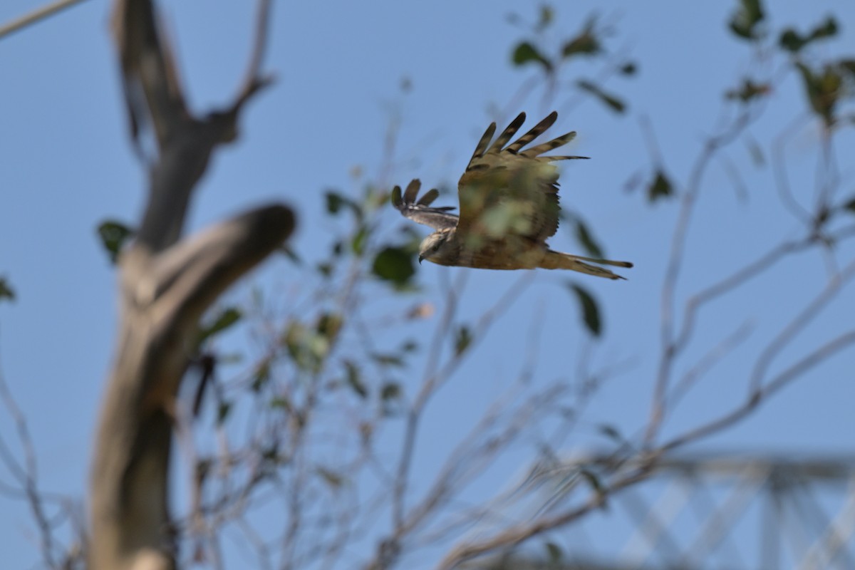 Square-tailed Kite - ML630203739