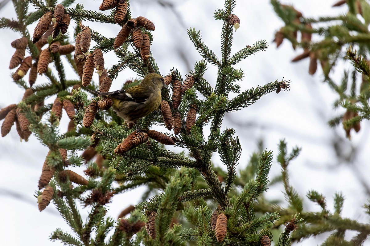 White-winged Crossbill - ML630203818