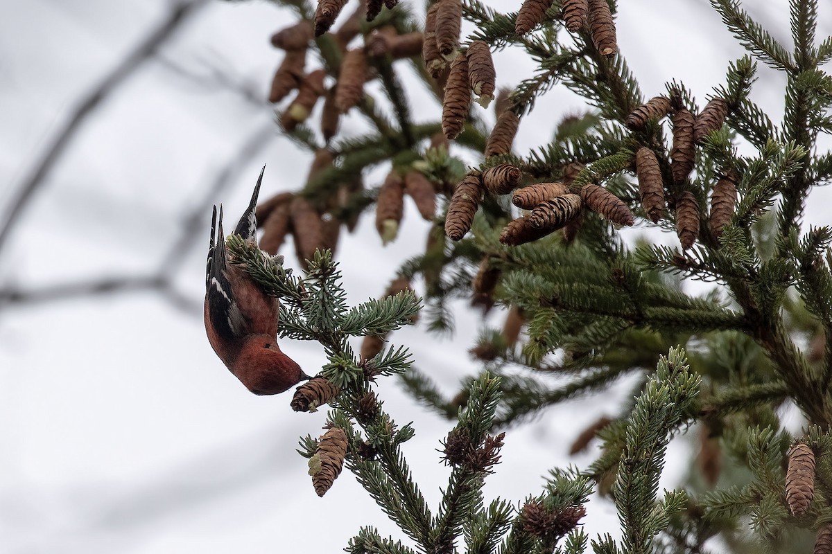 White-winged Crossbill - ML630203819