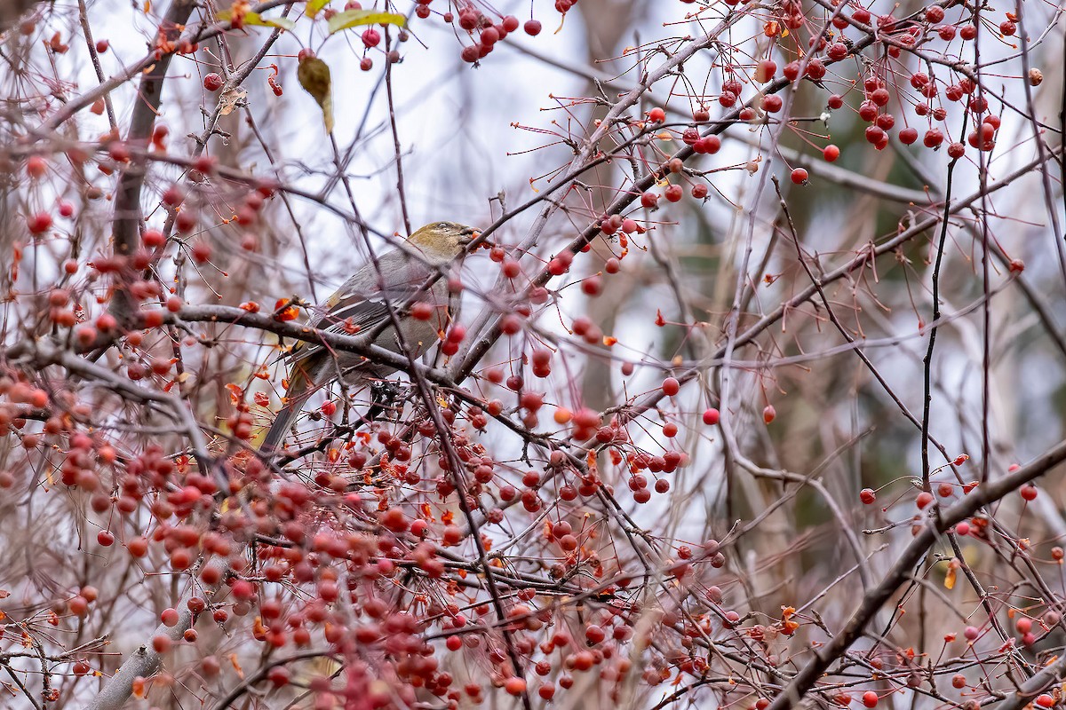 Pine Grosbeak - ML630203829