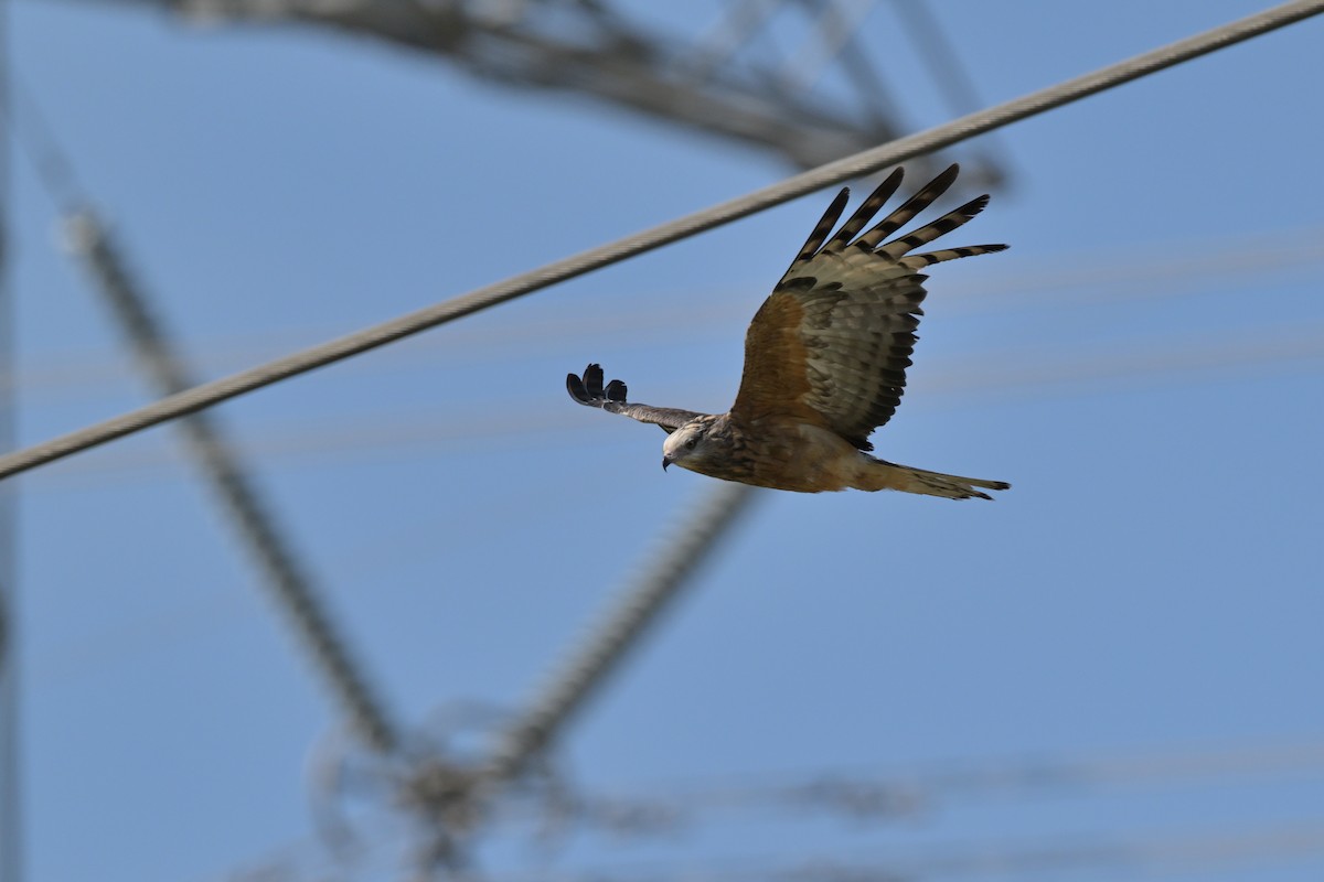 Square-tailed Kite - ML630203869