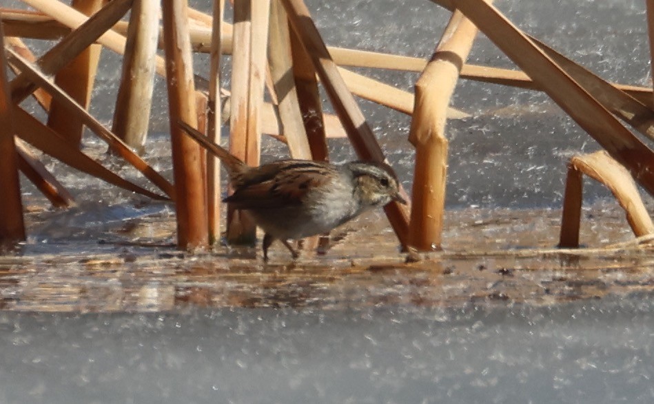 Swamp Sparrow - ML630203871