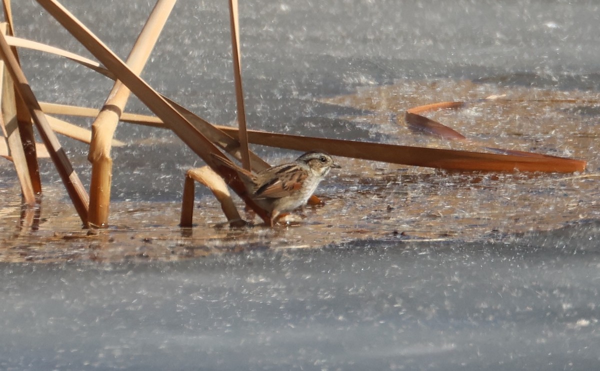 Swamp Sparrow - ML630203872