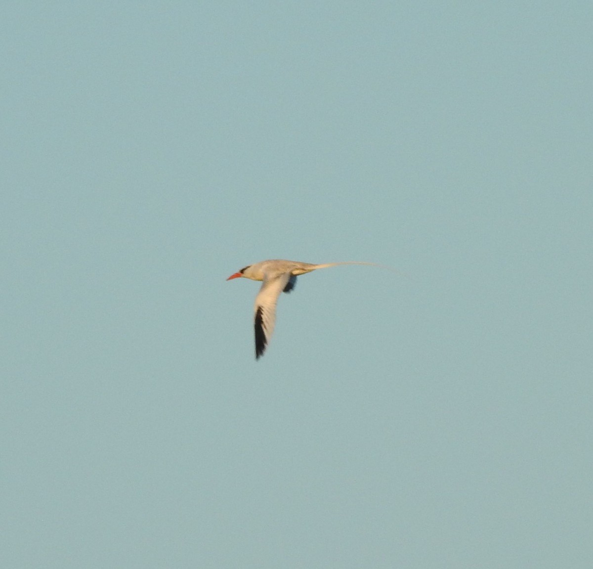 Red-billed Tropicbird - ML630203905