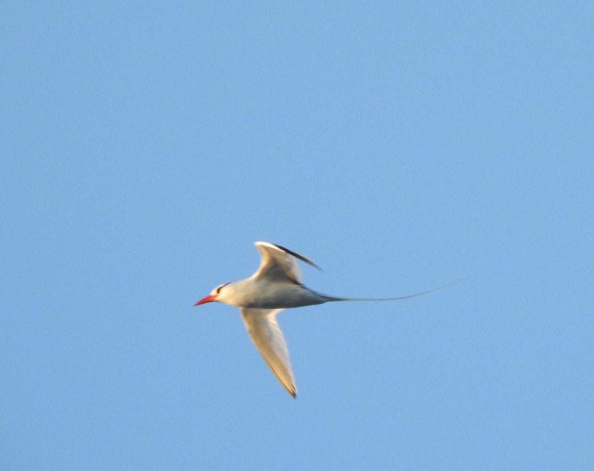 Red-billed Tropicbird - ML630203907