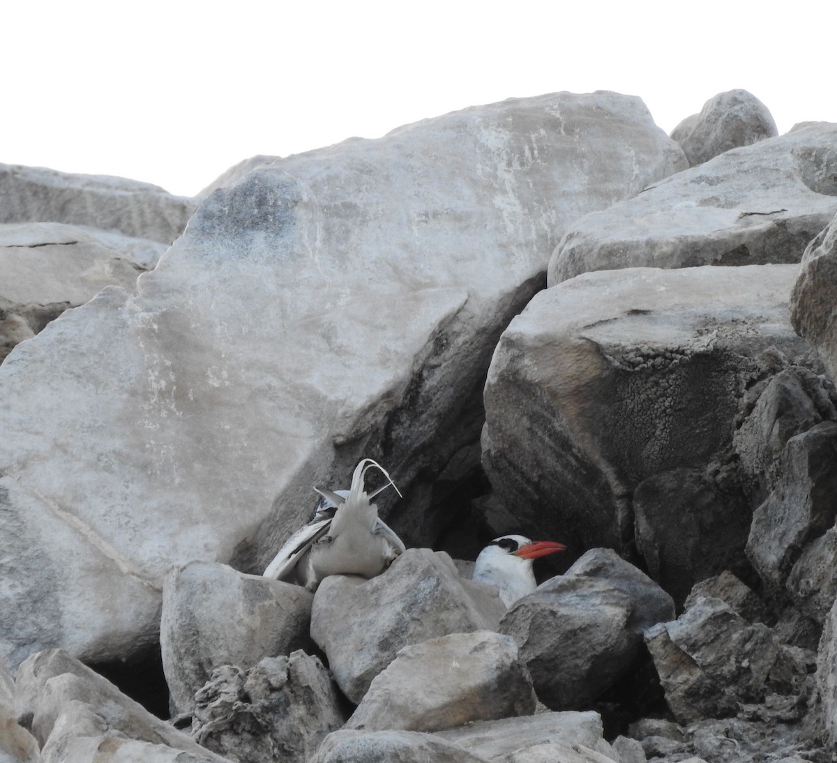 Red-billed Tropicbird - ML630203908