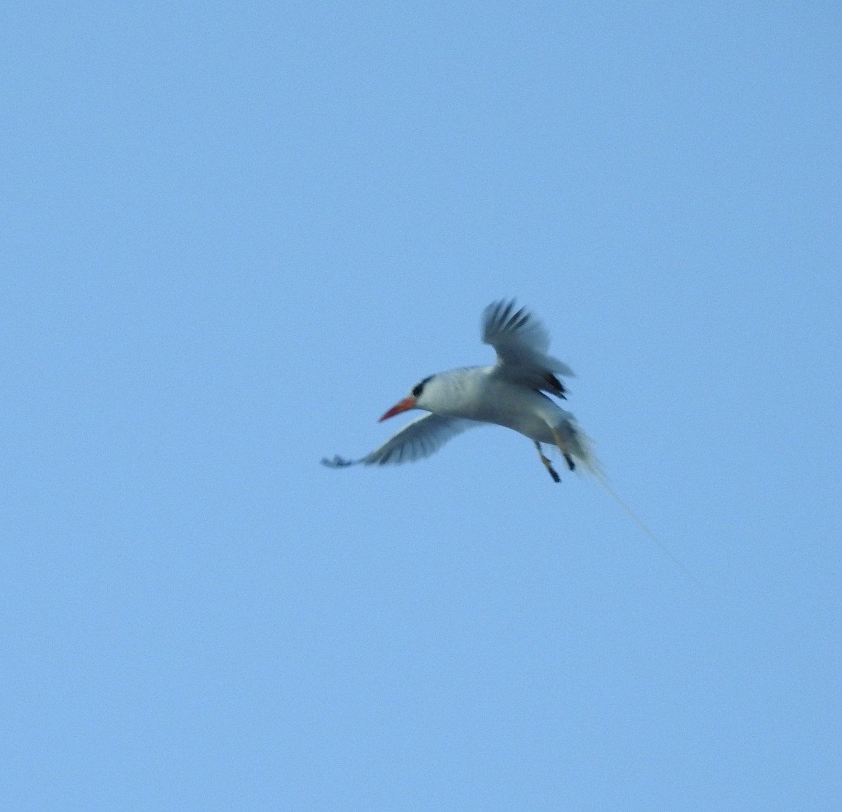 Red-billed Tropicbird - ML630203909
