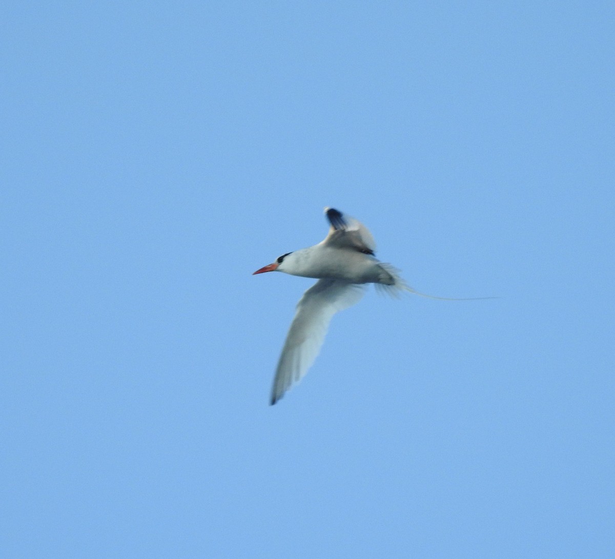 Red-billed Tropicbird - ML630203910