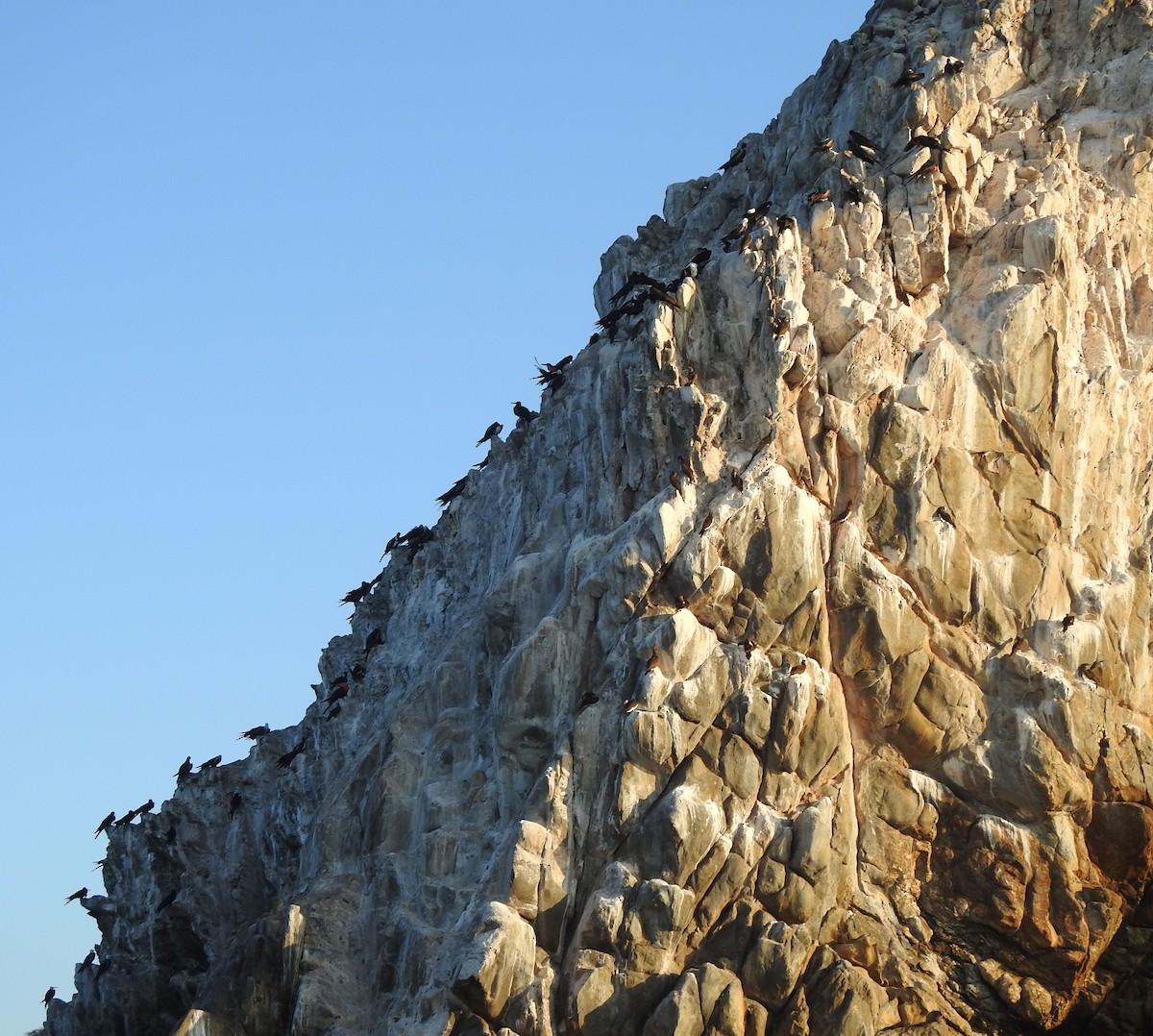 Magnificent Frigatebird - ML630203920