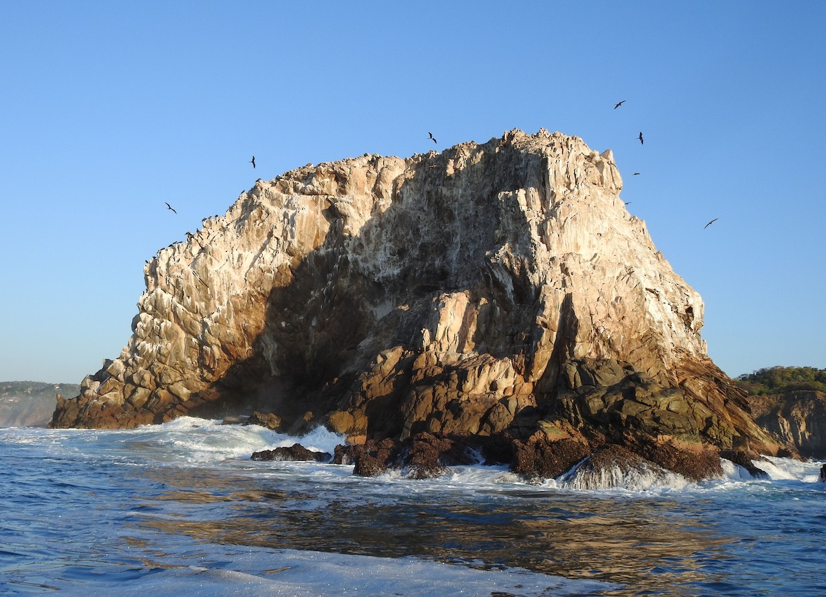 Magnificent Frigatebird - ML630203921