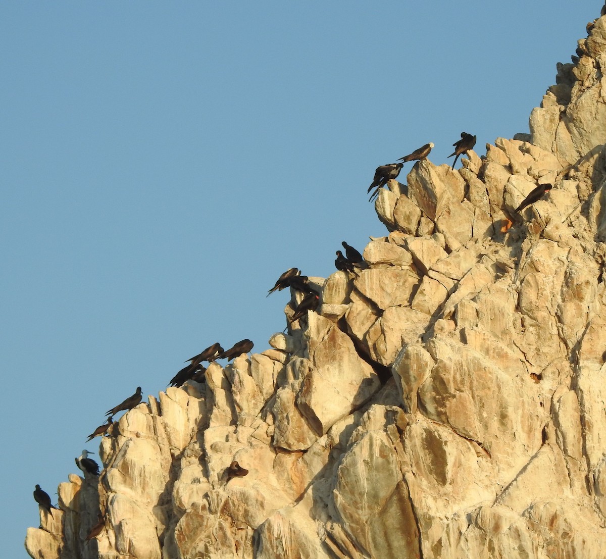 Magnificent Frigatebird - ML630203922