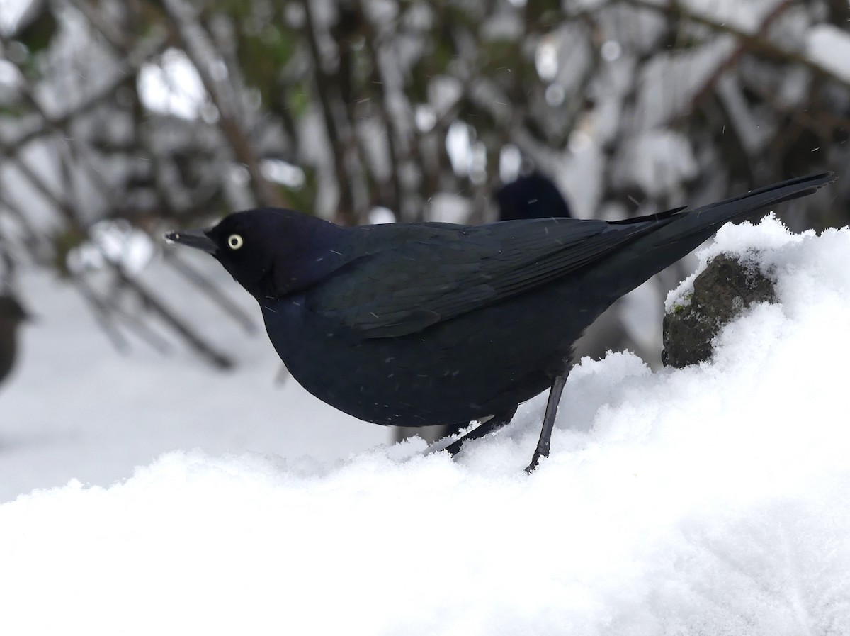 purpurhodetrupial - ML630204146