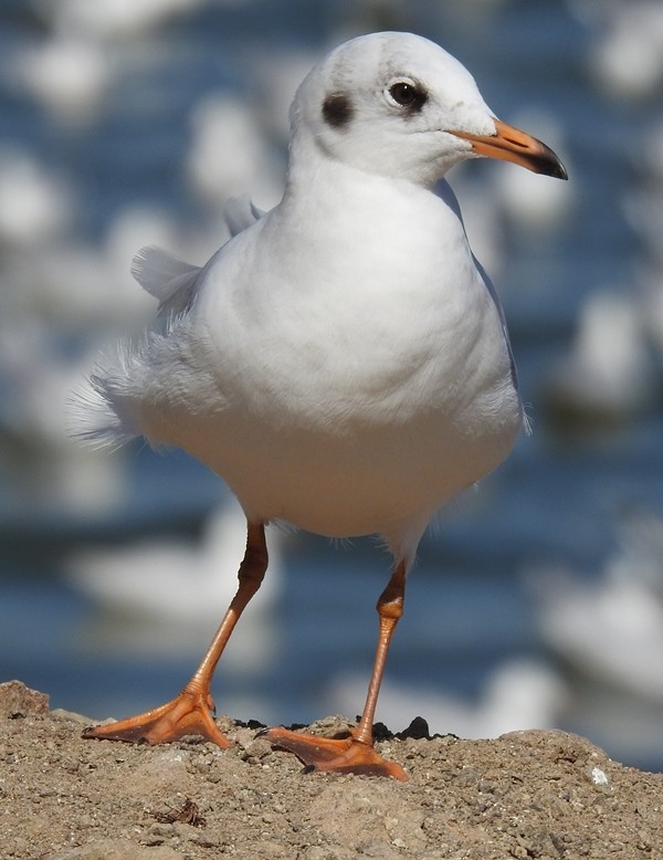 Озёрная чайка - ML630204412