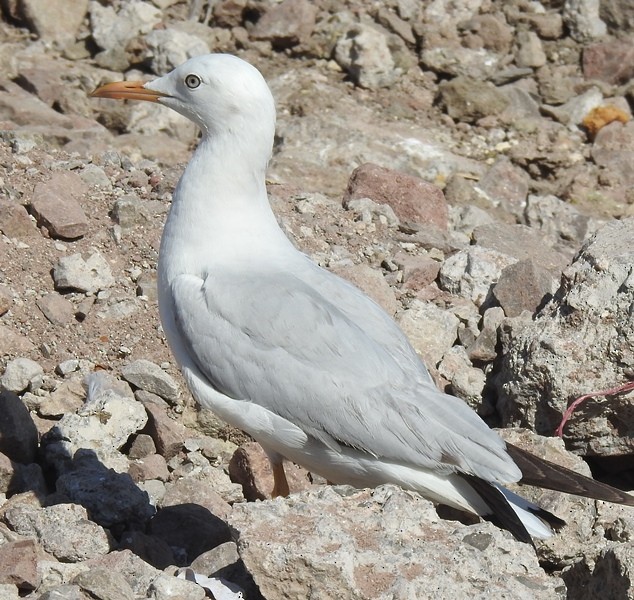 Морской голубок - ML630204429