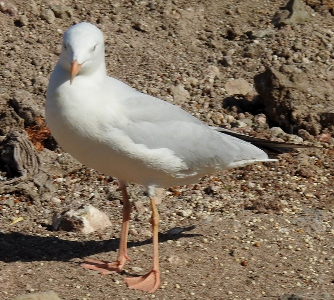 Морской голубок - ML630204440