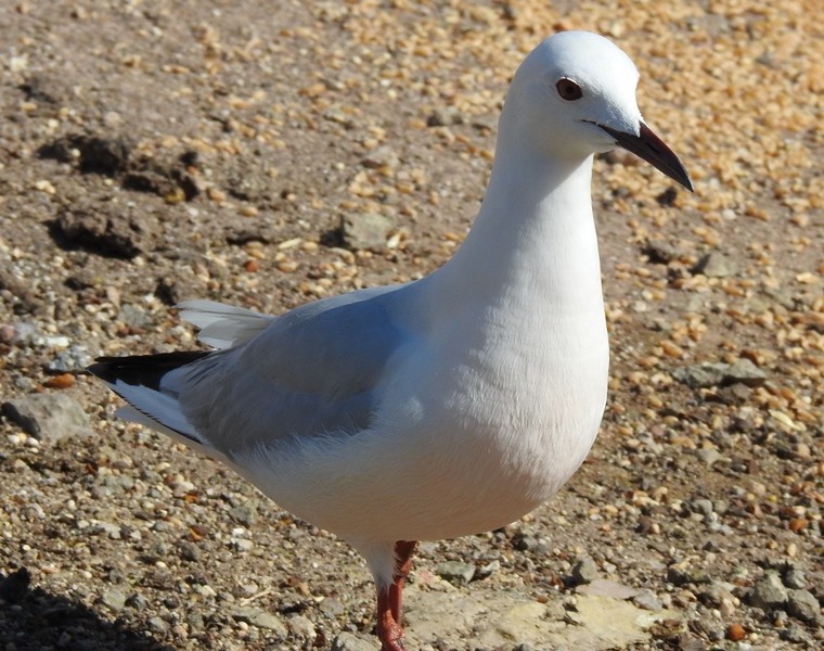 Морской голубок - ML630204446