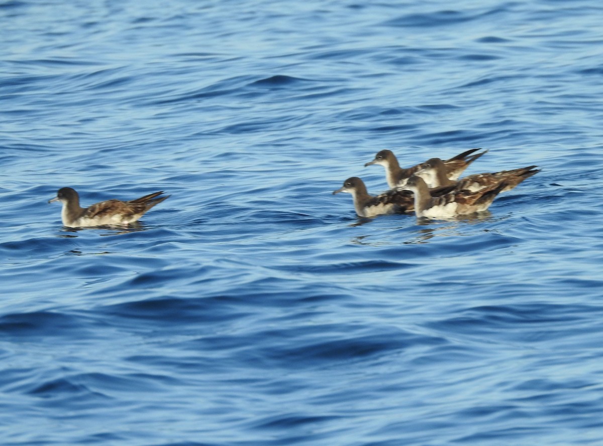 Wedge-tailed Shearwater - ML630204568
