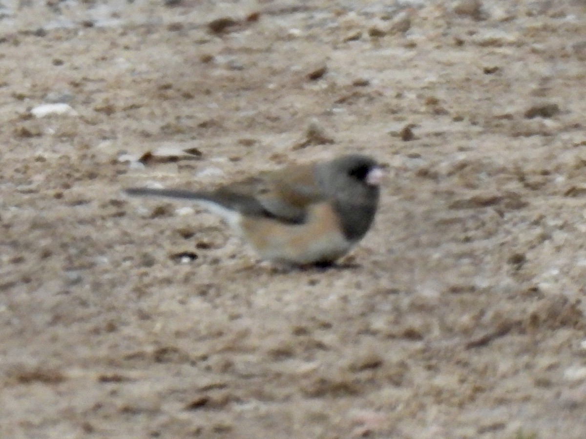 Dark-eyed Junco (Oregon) - ML630204585