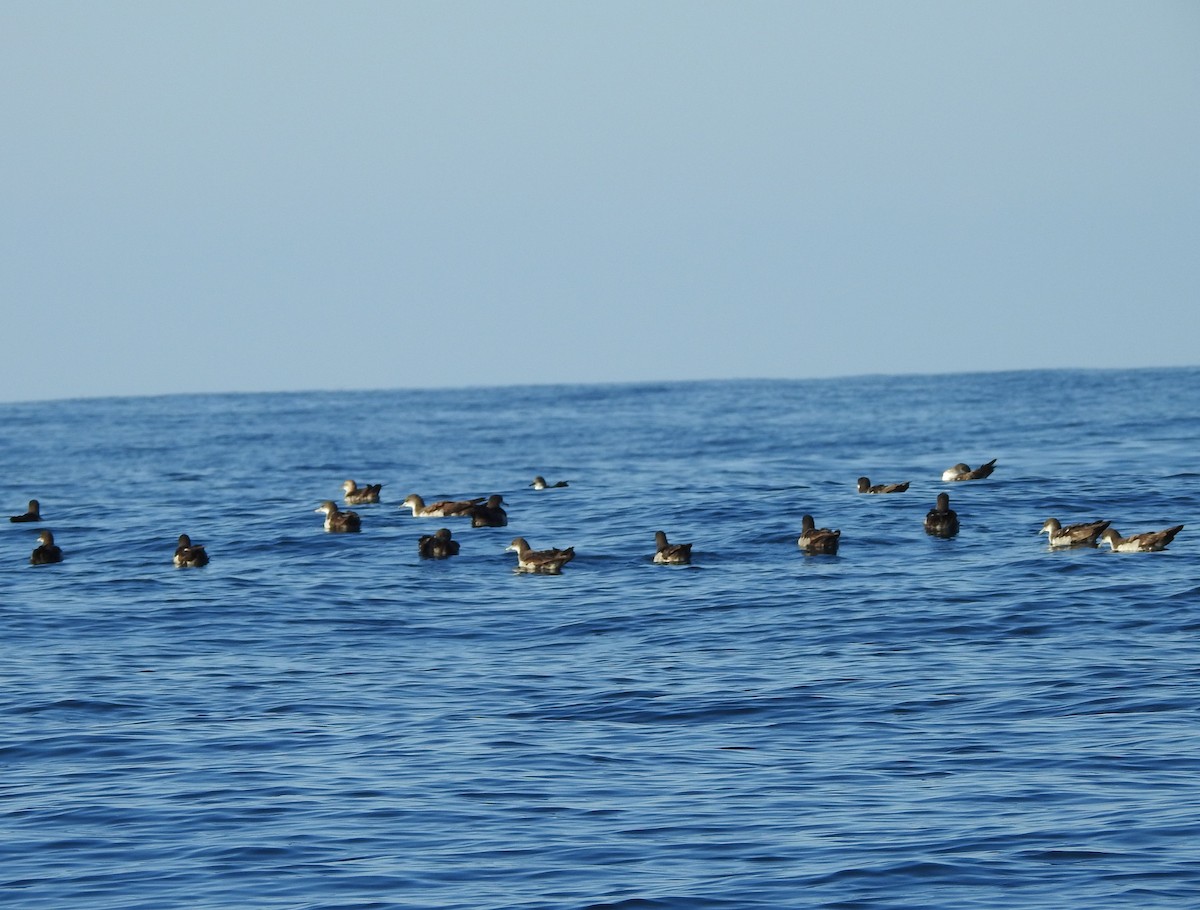 Wedge-tailed Shearwater - ML630204603