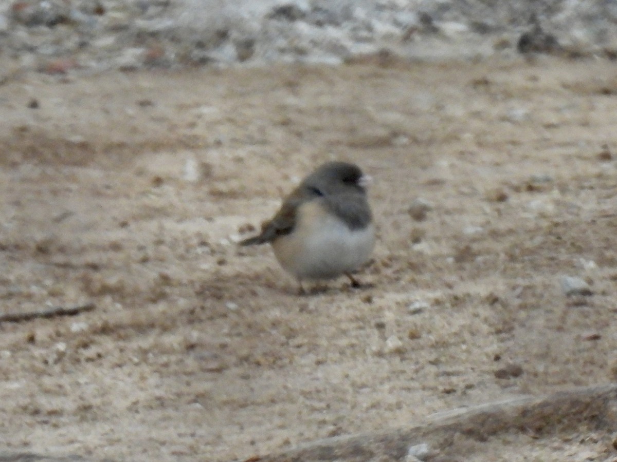 Dark-eyed Junco (Oregon) - ML630204615