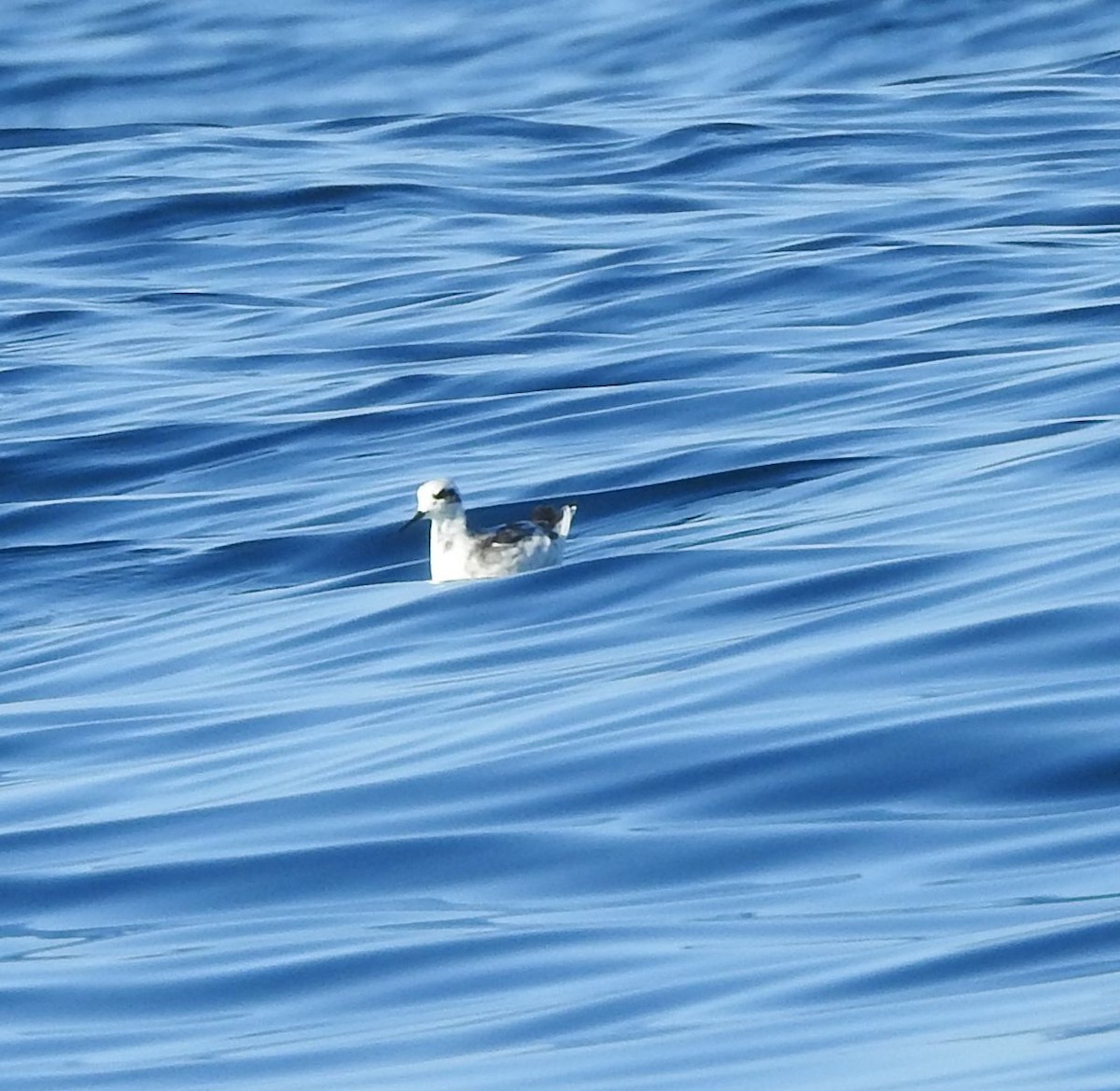 Red-necked Phalarope - ML630204654