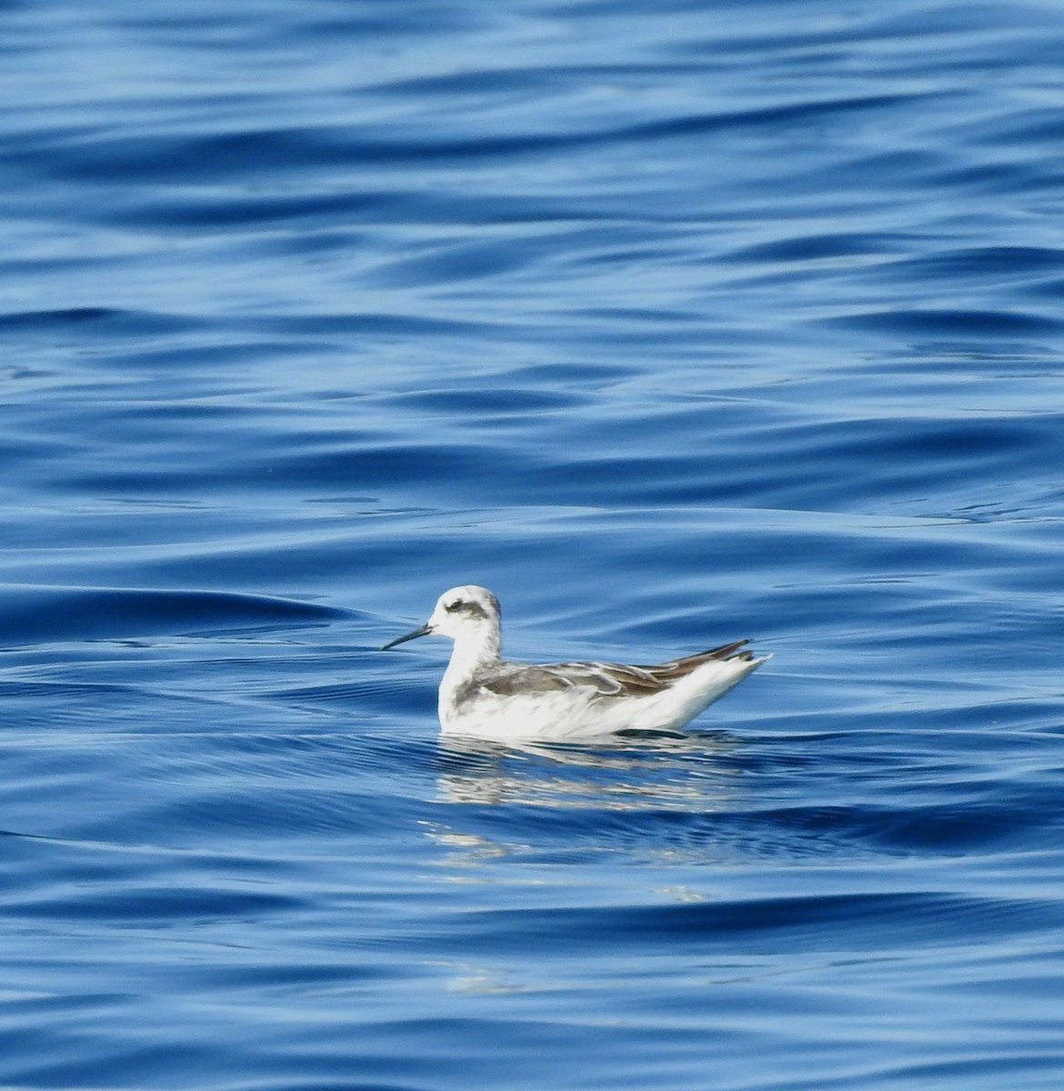 Red-necked Phalarope - ML630204655
