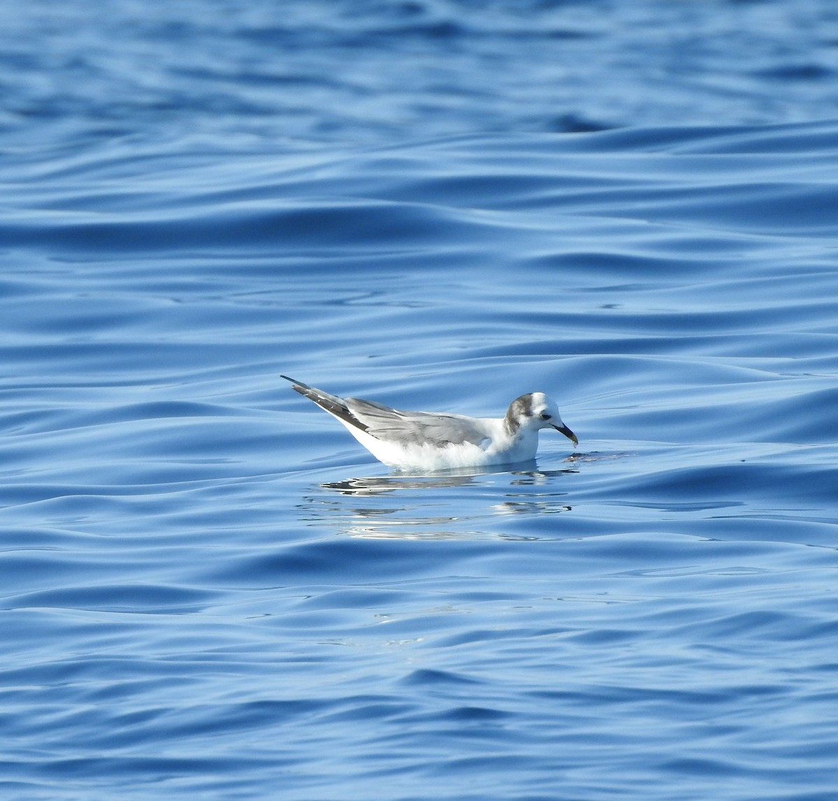 Sabine's Gull - ML630204662