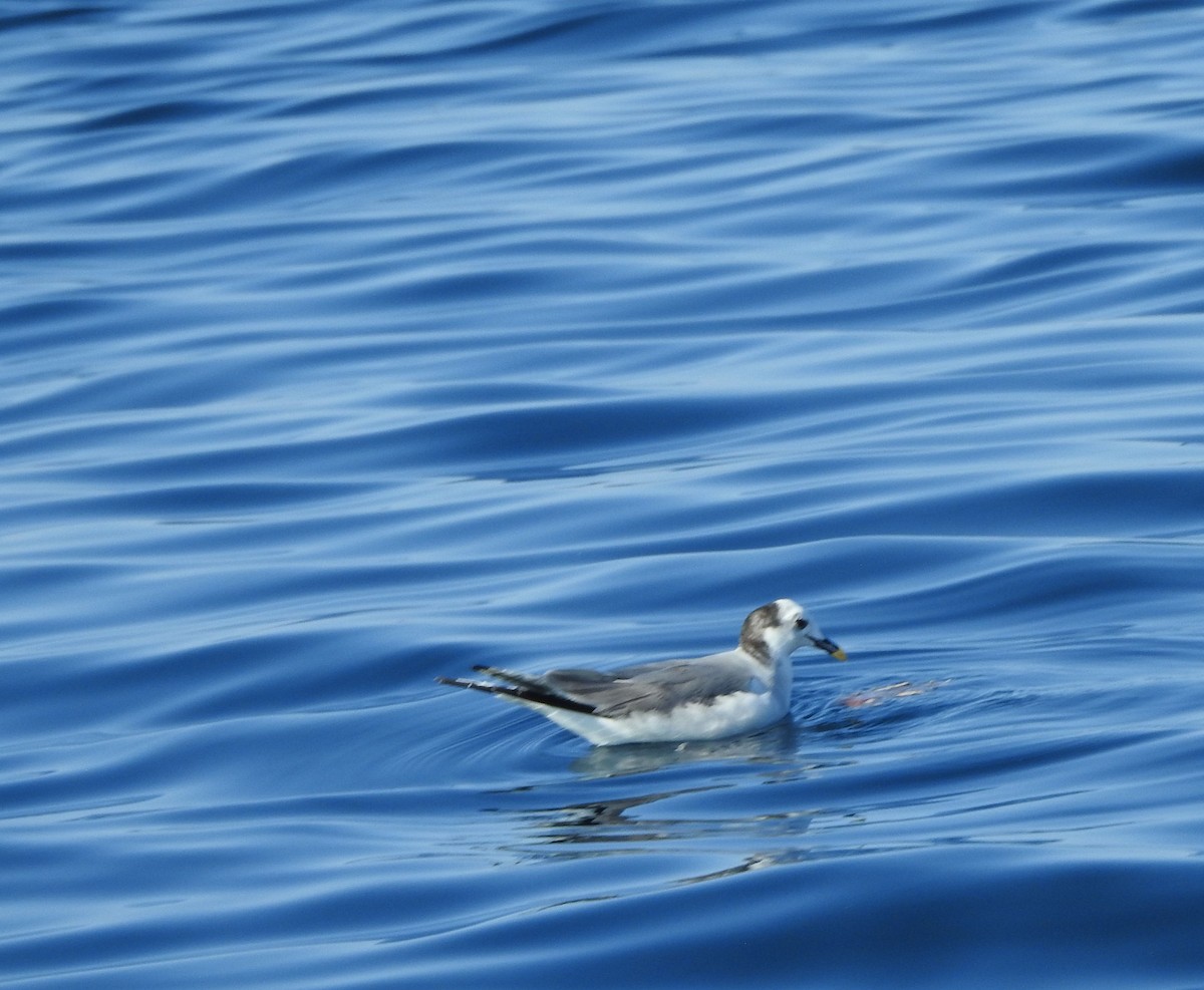 Sabine's Gull - ML630204663