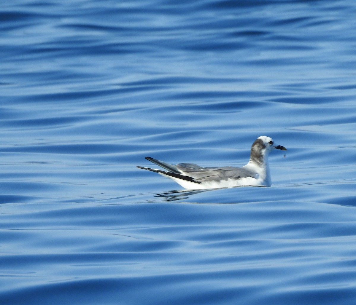 Sabine's Gull - ML630204664