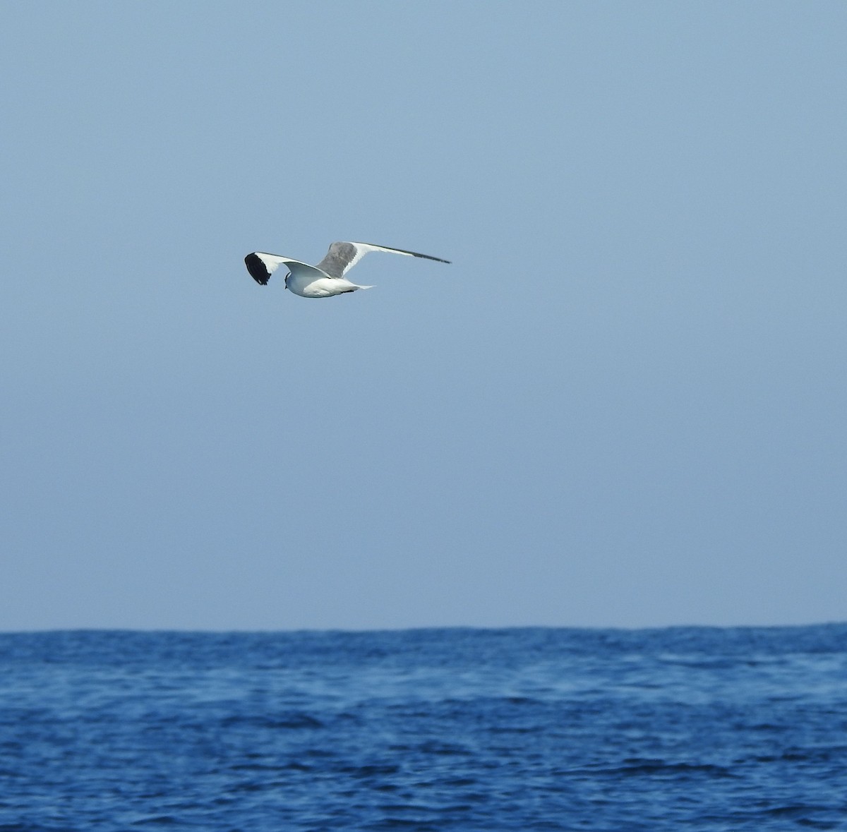Sabine's Gull - ML630204665