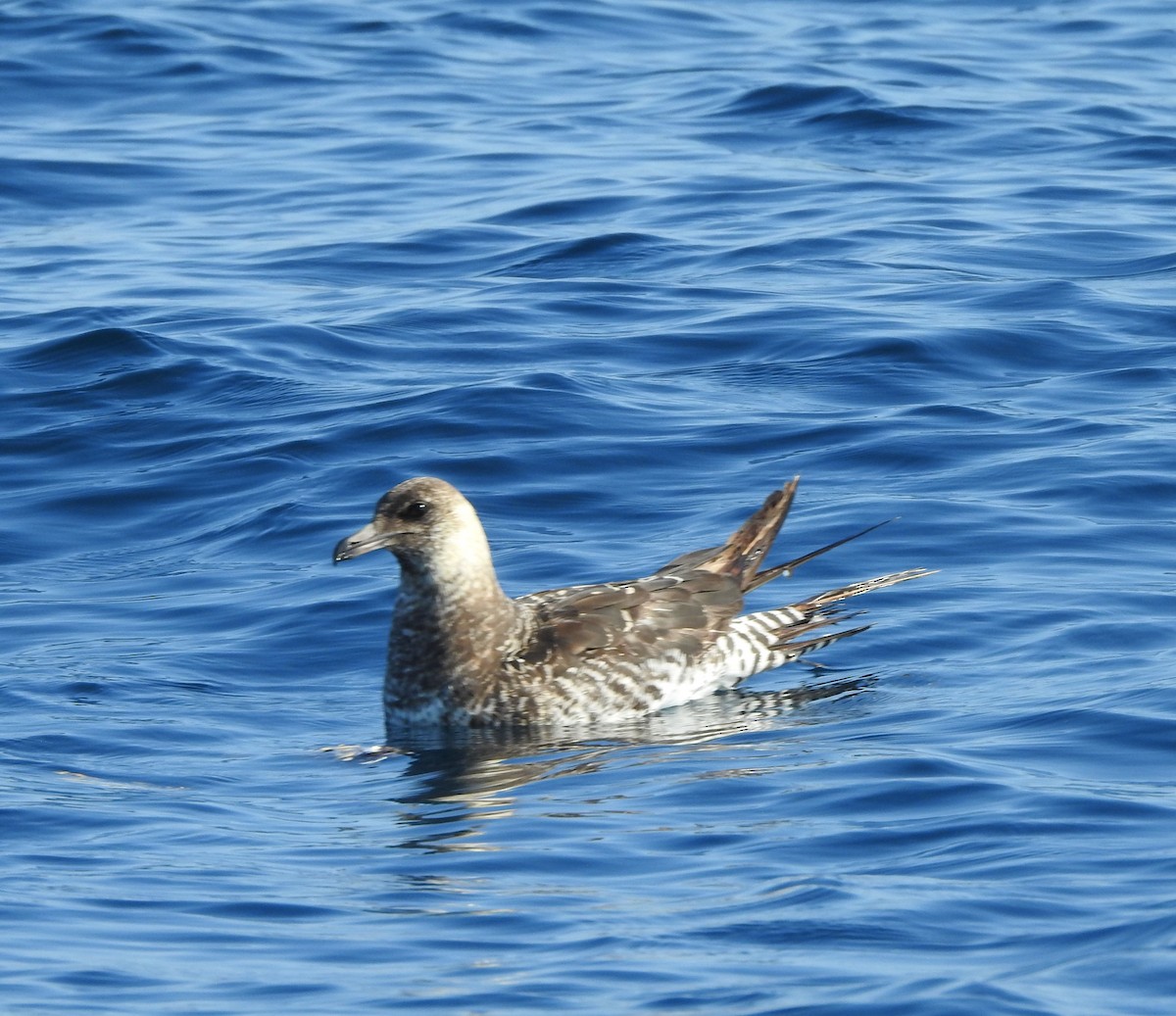 Pomarine Jaeger - ML630204708