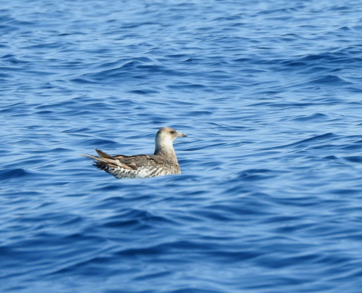 Pomarine Jaeger - ML630204709