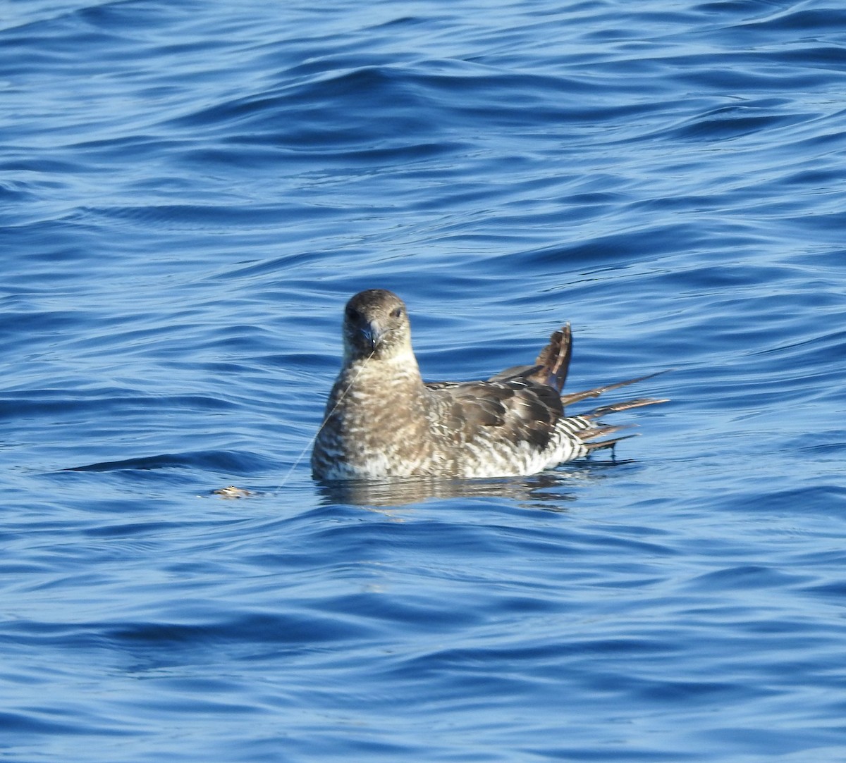 Pomarine Jaeger - ML630204710
