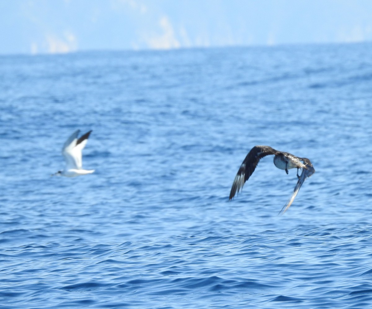 Pomarine Jaeger - ML630204711