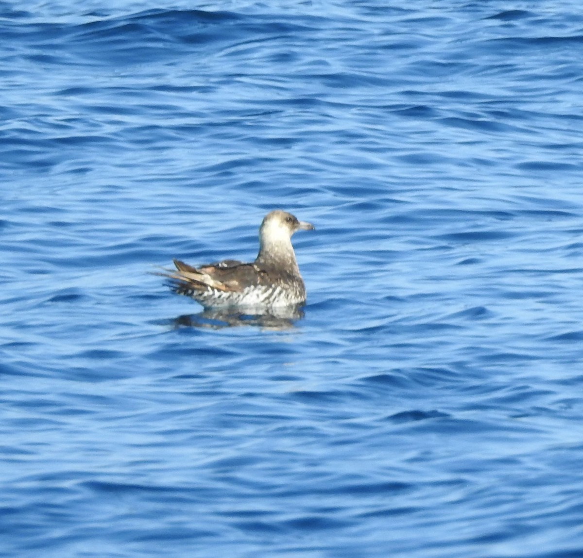 Pomarine Jaeger - ML630204713