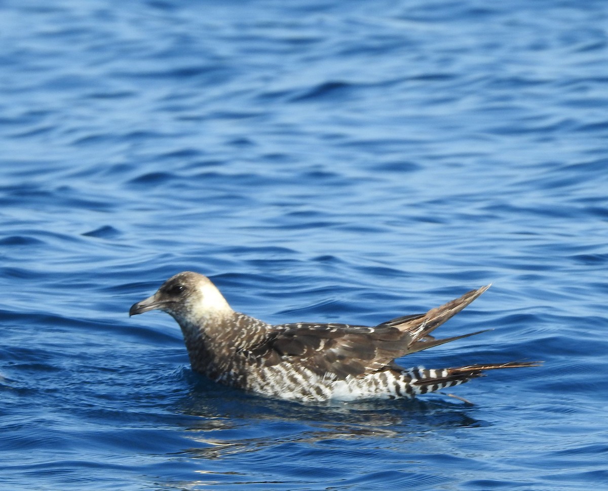 Pomarine Jaeger - ML630204714