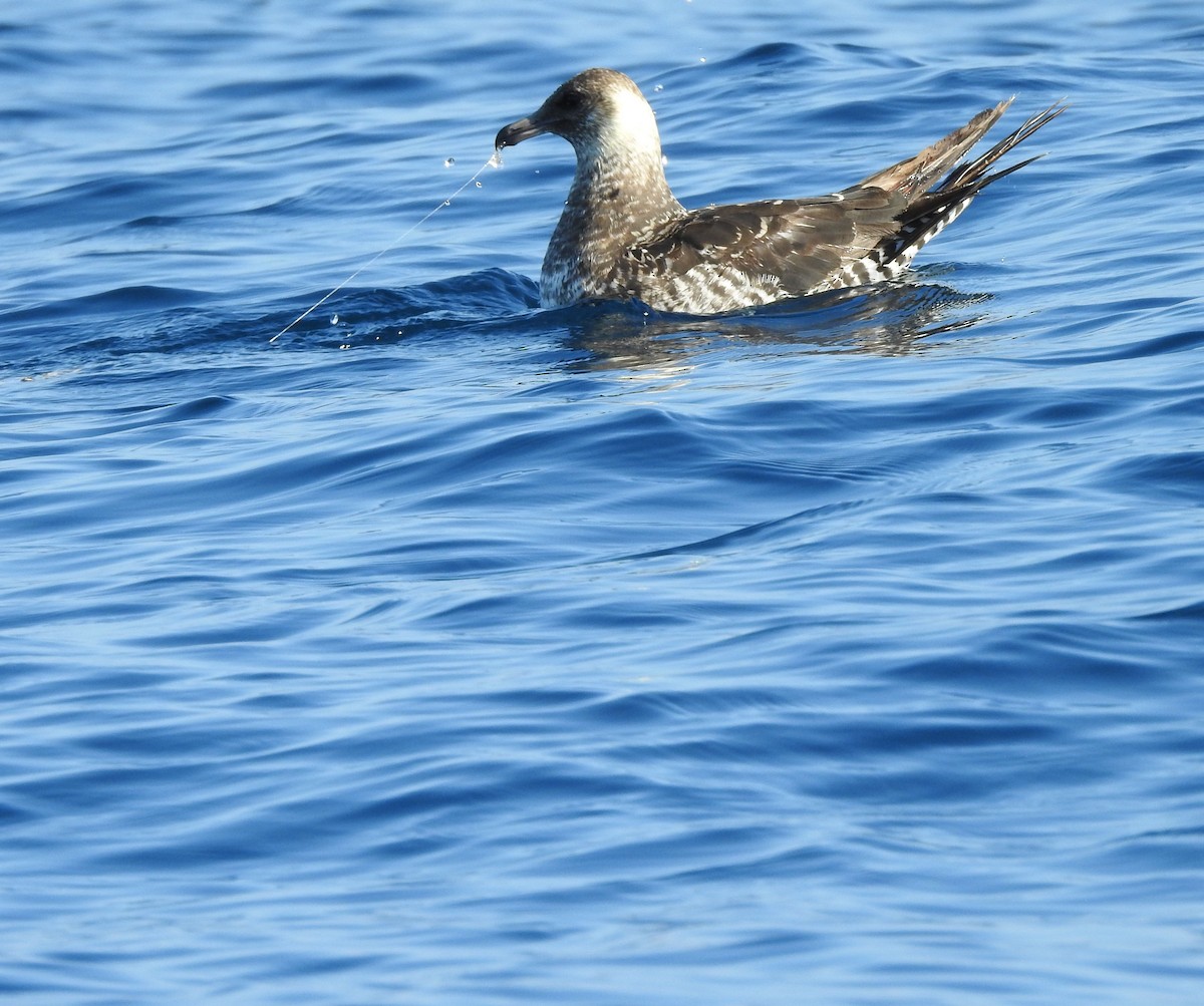 Pomarine Jaeger - ML630204715