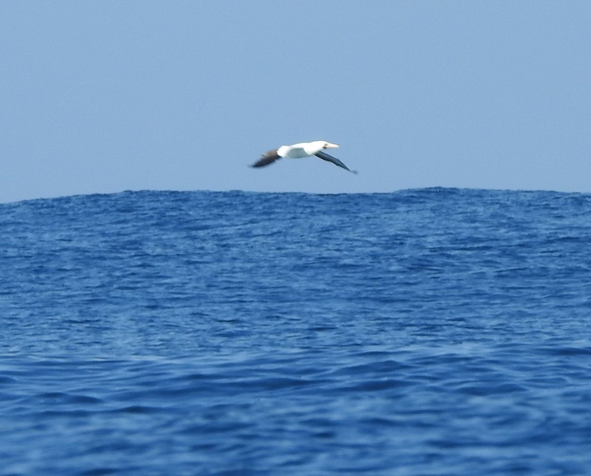 Nazca Booby - ML630204776