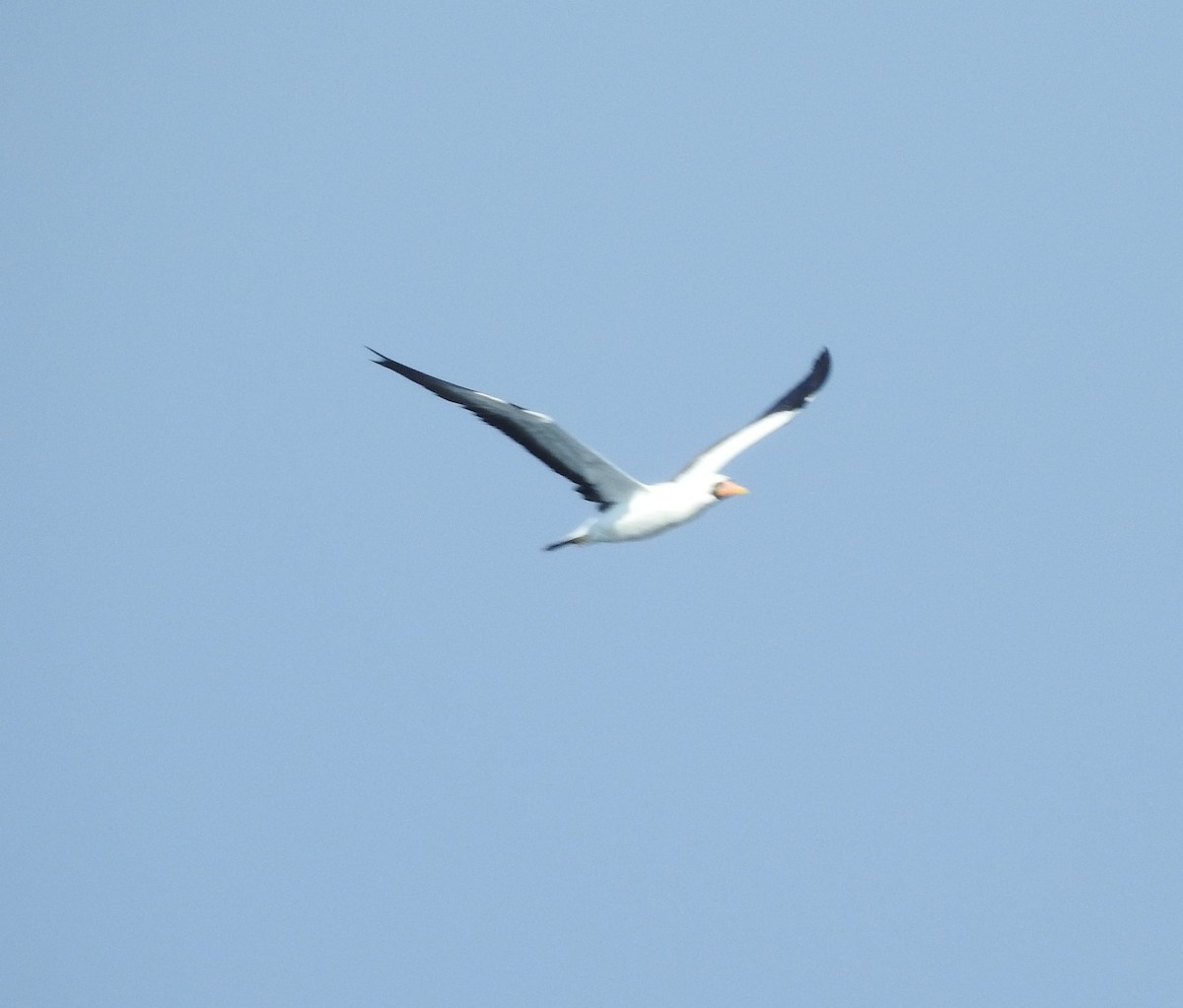 Nazca Booby - ML630204777