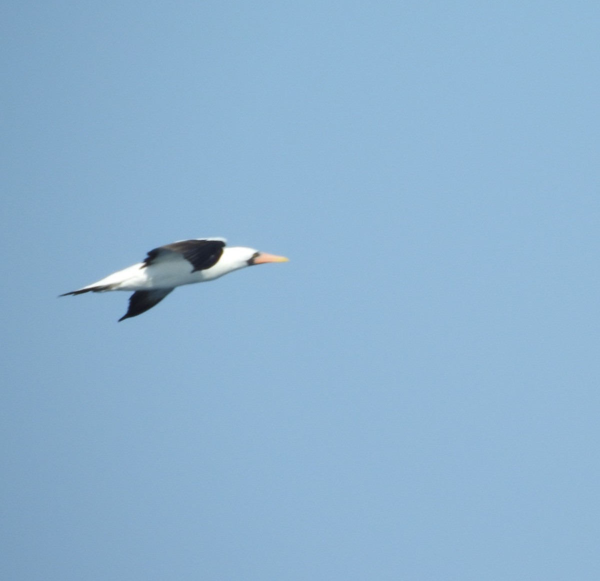 Nazca Booby - ML630204778