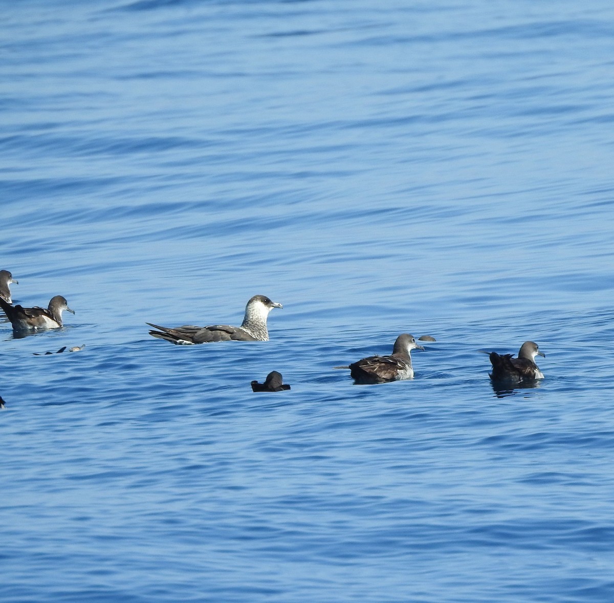 Pomarine Jaeger - ML630204790