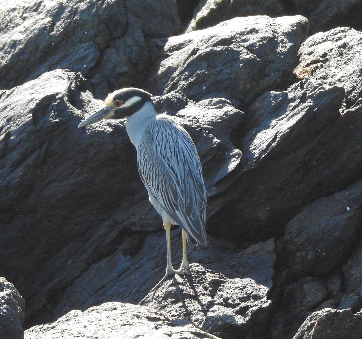 Yellow-crowned Night Heron - ML630204791