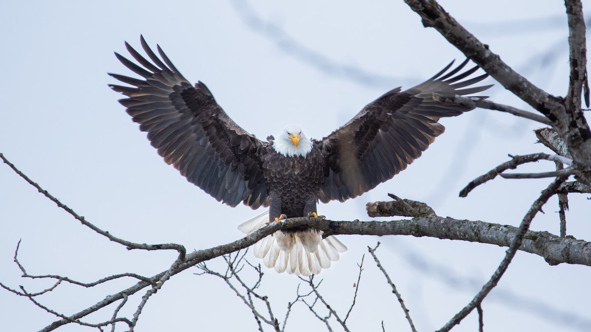 Weißkopf-Seeadler - ML630204939