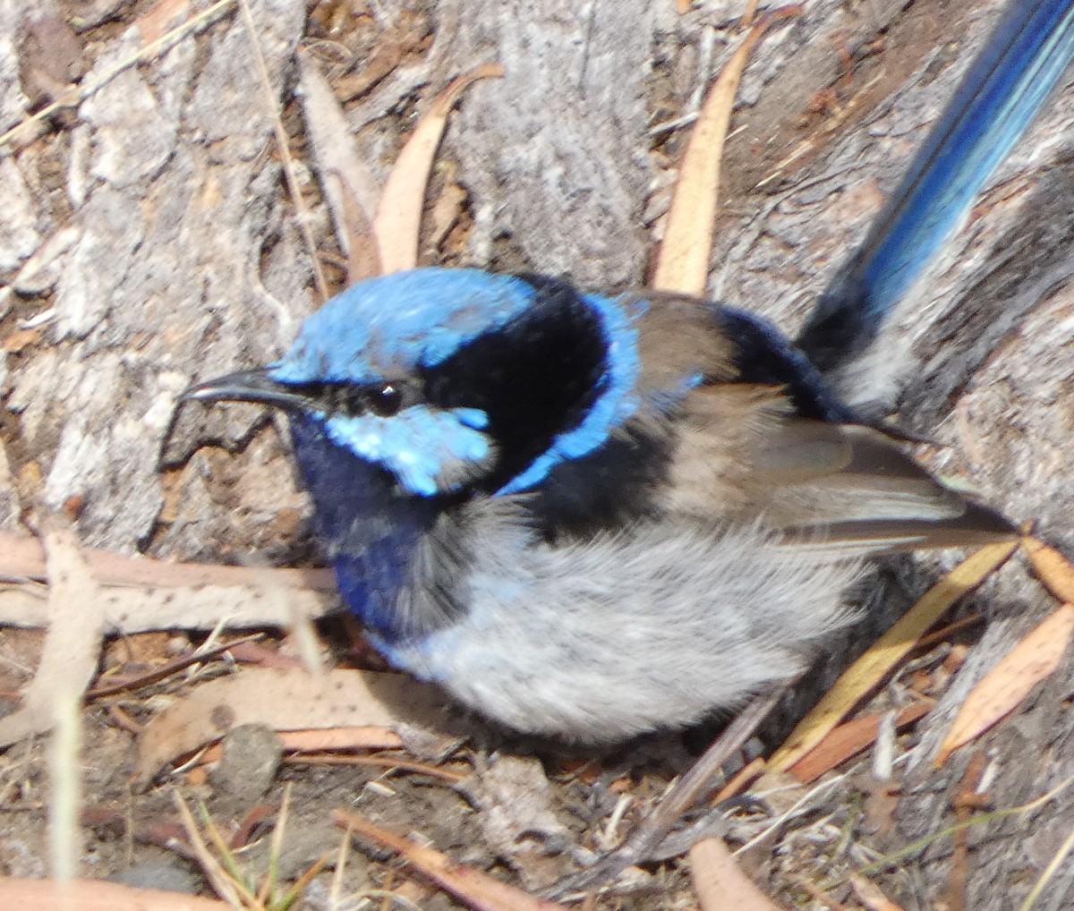 Superb Fairywren - ML630204996