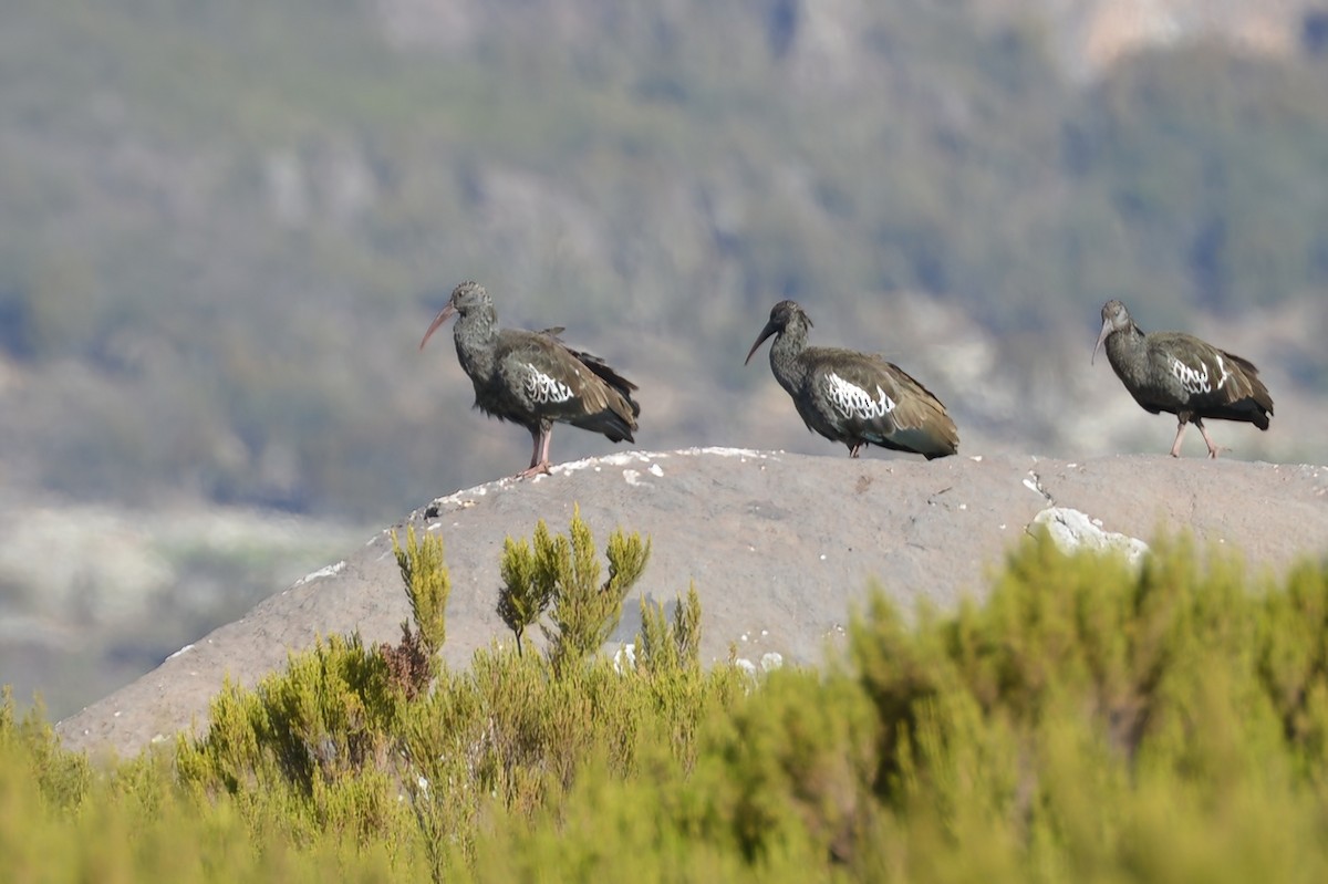 Ibis caronculé - ML630205021
