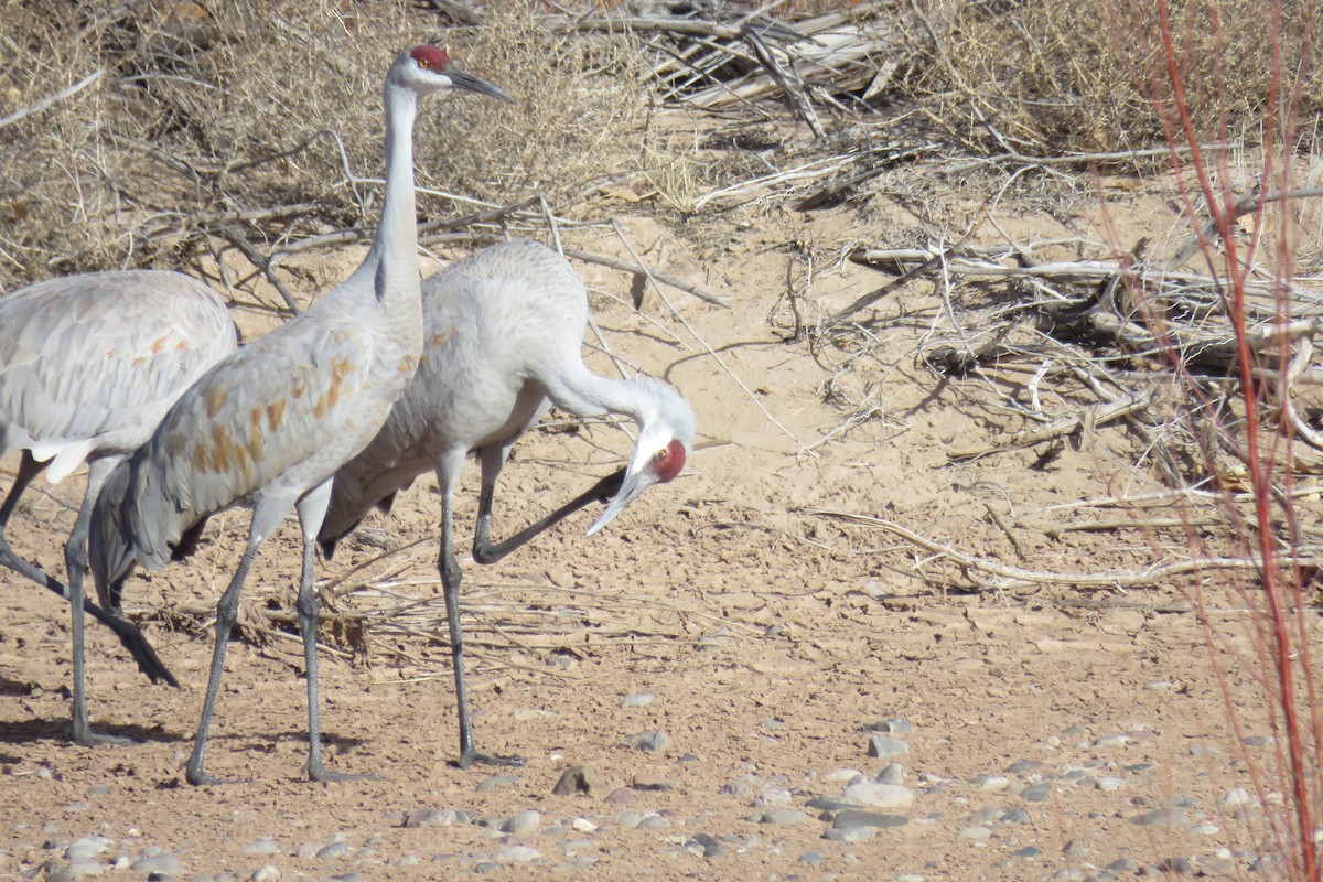 Sandhill Crane - ML630205027