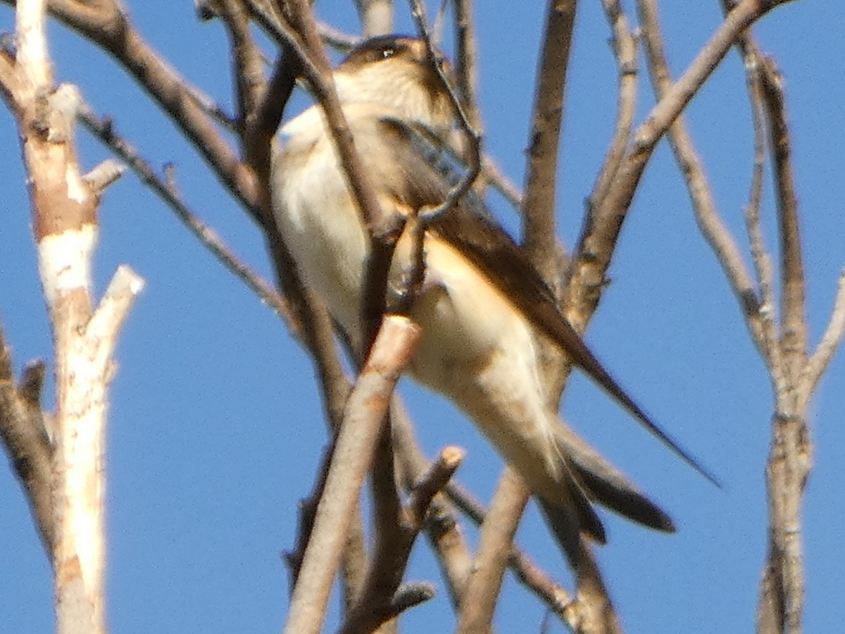 Tree Martin - ML630205030