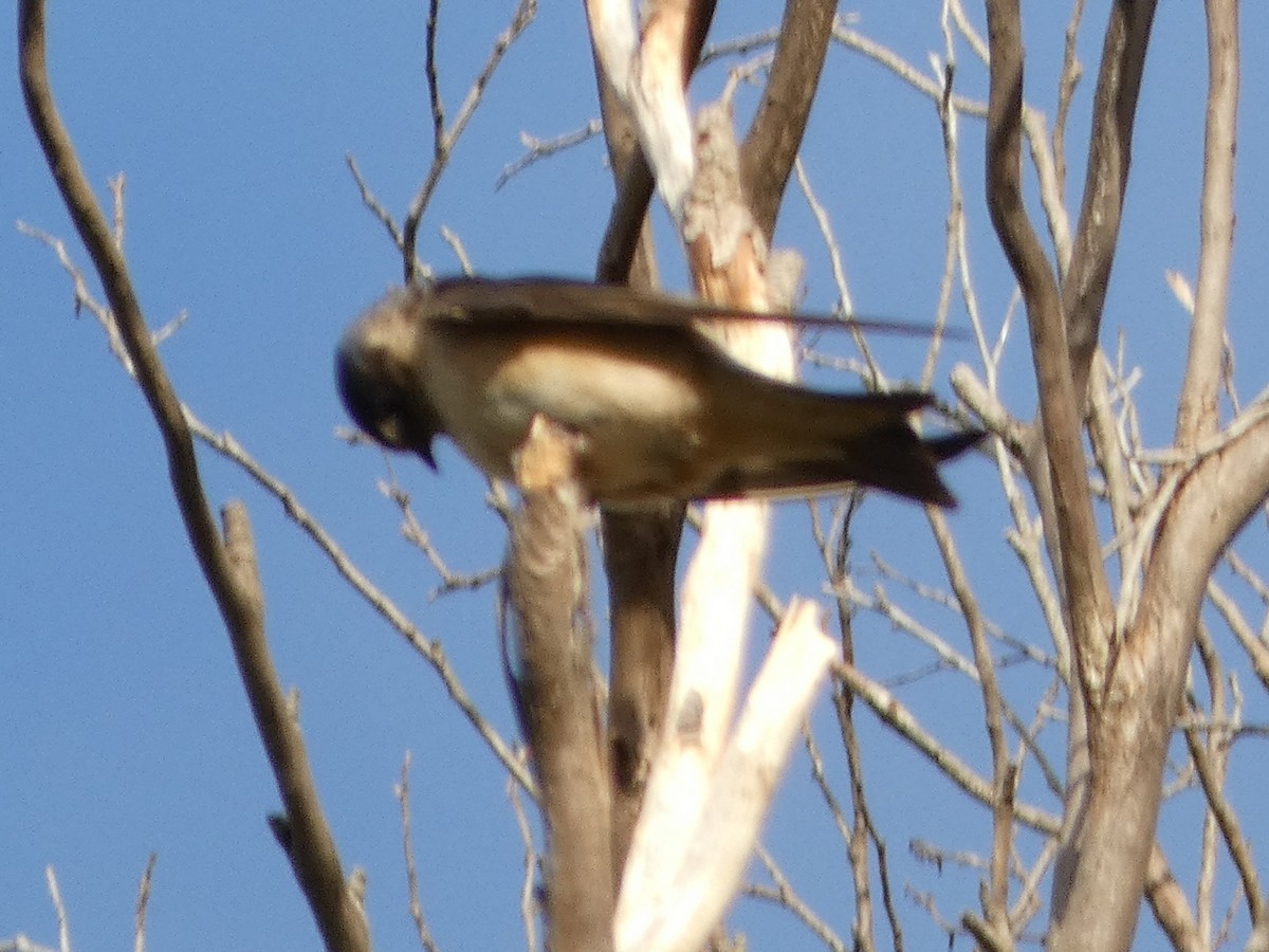 Tree Martin - ML630205031