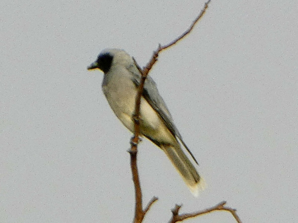 Black-faced Cuckooshrike - ML630205043