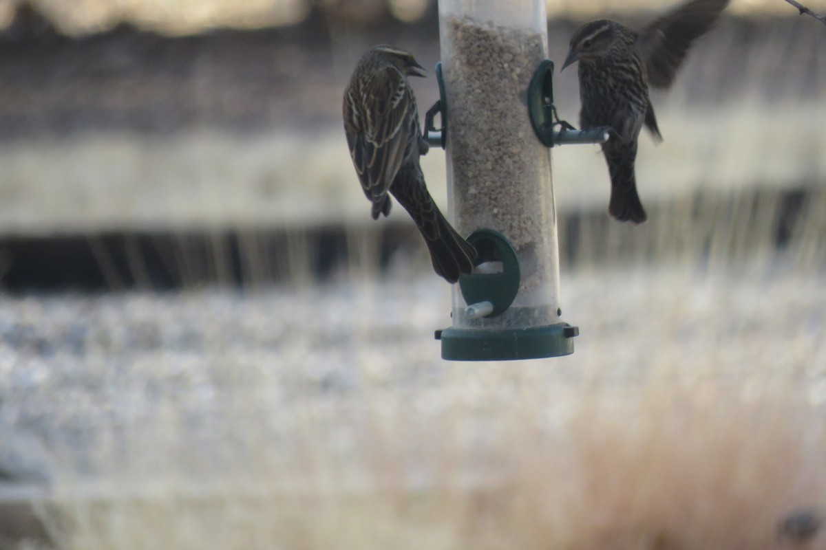 Red-winged Blackbird - ML630205044